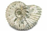 Ammonite (Douvilleiceras) Fossil - Madagascar #277176-1